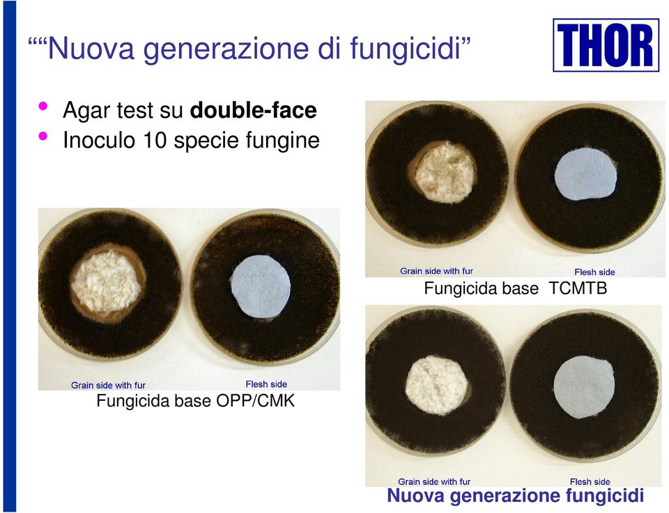 fungine Fungicida base TCMTB Fungicida