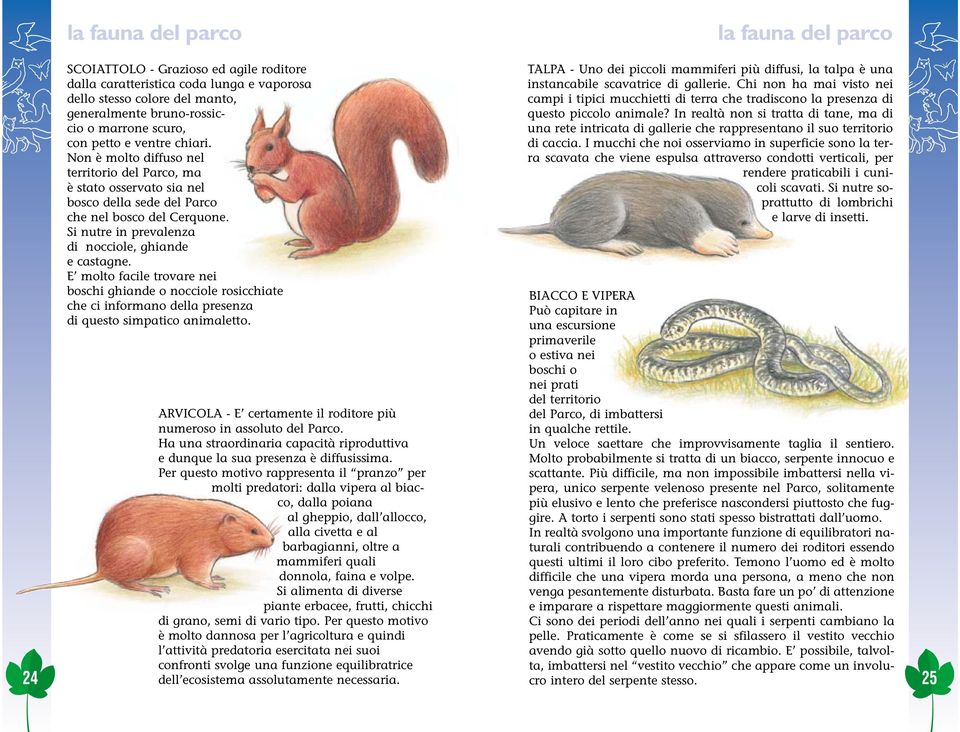 Si nutre in prevalenza di nocciole, ghiande e castagne. E molto facile trovare nei boschi ghiande o nocciole rosicchiate che ci informano della presenza di questo simpatico animaletto.