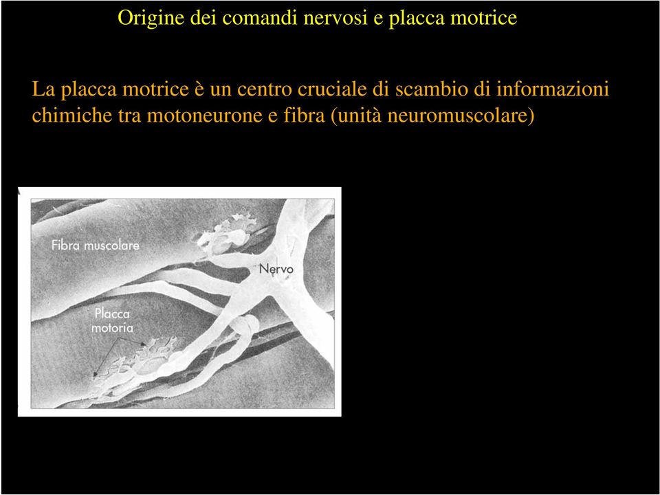 cruciale di scambio di informazioni