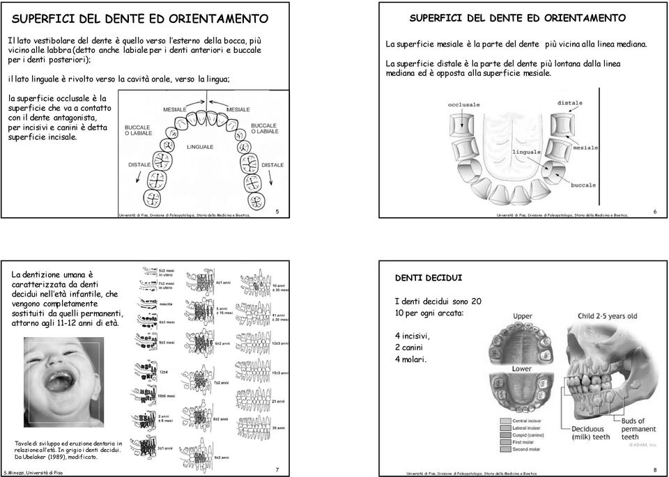 La superficie distale è la parte del dente più lontana dalla linea mediana ed è opposta alla superficie mesiale.