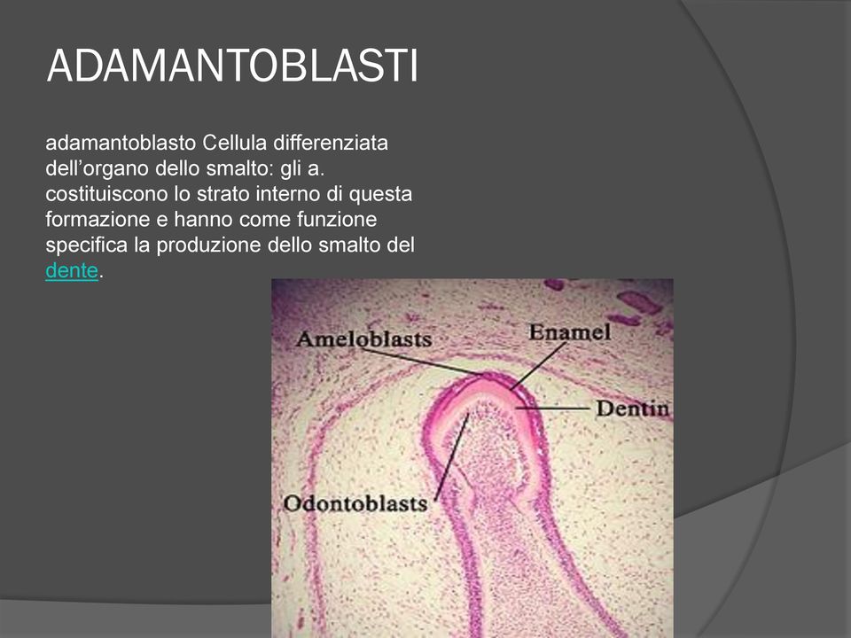 costituiscono lo strato interno di questa