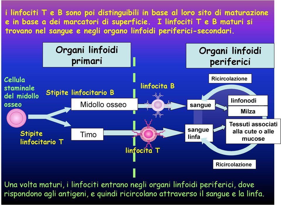 Organi linfoidi primari Organi linfoidi periferici Cellula staminale del midollo osseo Stipite linfocitario B Midollo osseo linfocita B sangue Ricircolazione