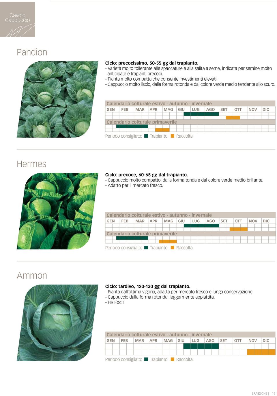 Calendario colturale primaverile Hermes Ciclo: precoce, 60-65 gg dal trapianto. - Cappuccio molto compatto, dalla forma tonda e dal colore verde medio brillante. - Adatto per il mercato fresco.