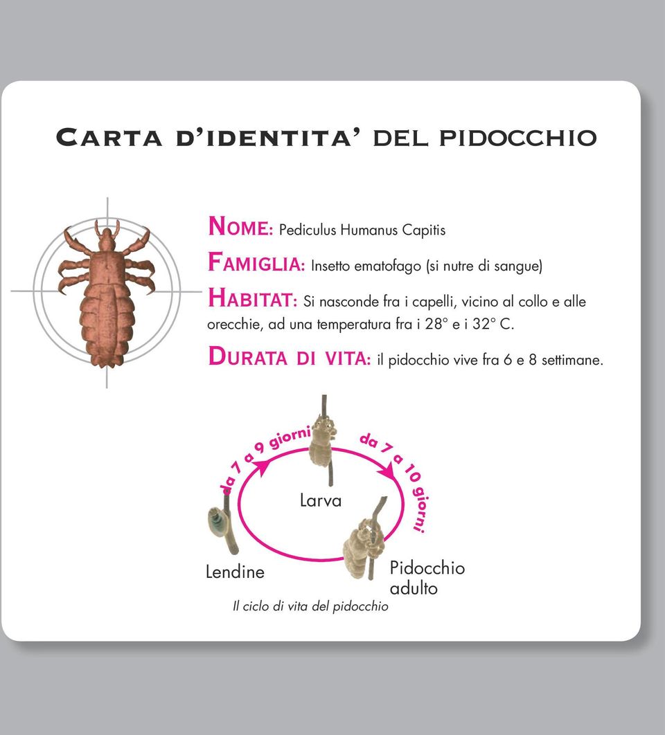 ad una temperatura fra i 28 e i 32 C. Durata di vita: il pidocchio vive fra 6 e 8 settimane.