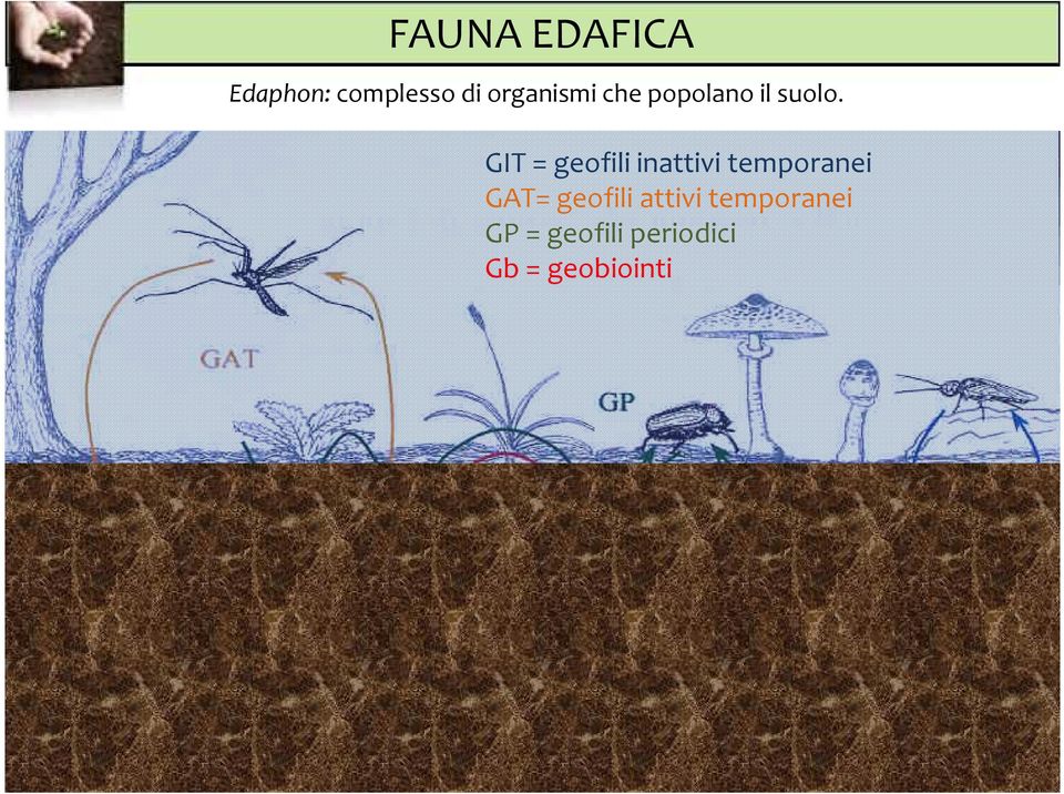 GIT = geofili inattivi temporanei GAT=