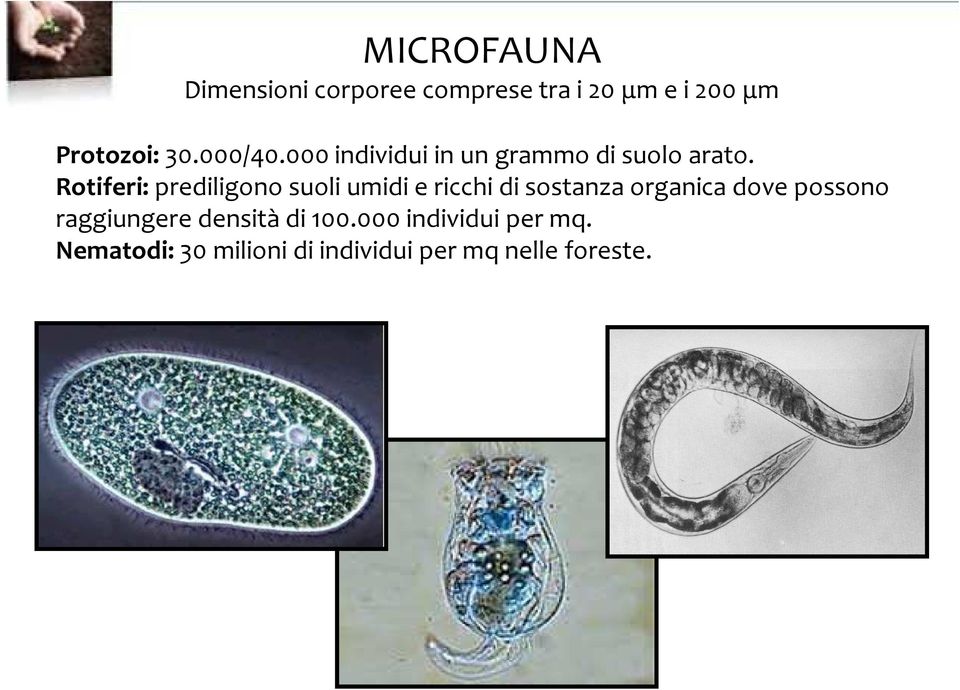 Rotiferi: prediligono suoli umidi e ricchi di sostanza organica dove possono