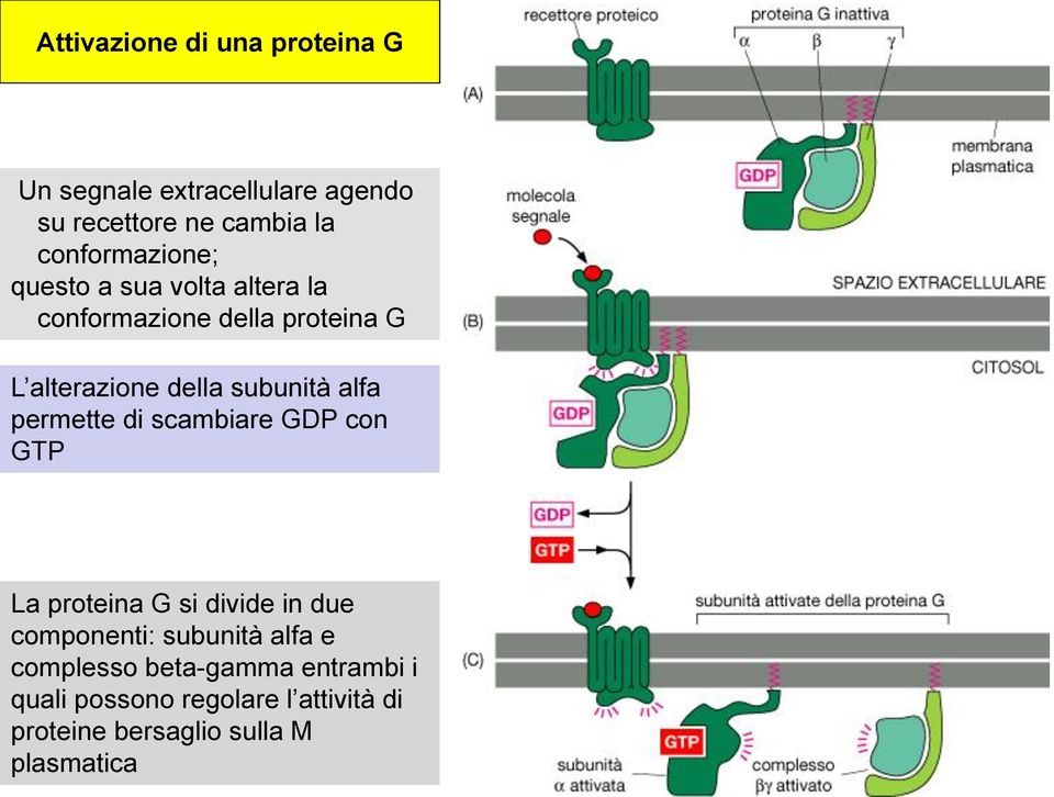 subunità alfa permette di scambiare GDP con GTP La proteina G si divide in due componenti: subunità