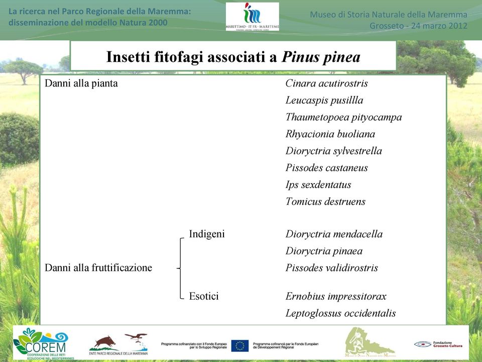 castaneus Ips sexdentatus Tomicus destruens Indigeni Dioryctria mendacella Dioryctria pinaea