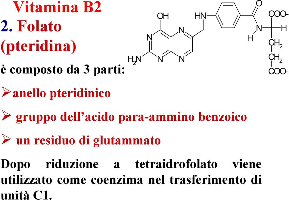 COO- CH 2 H CH 2 COO- anello pteridinico gruppo dell acido para-ammino