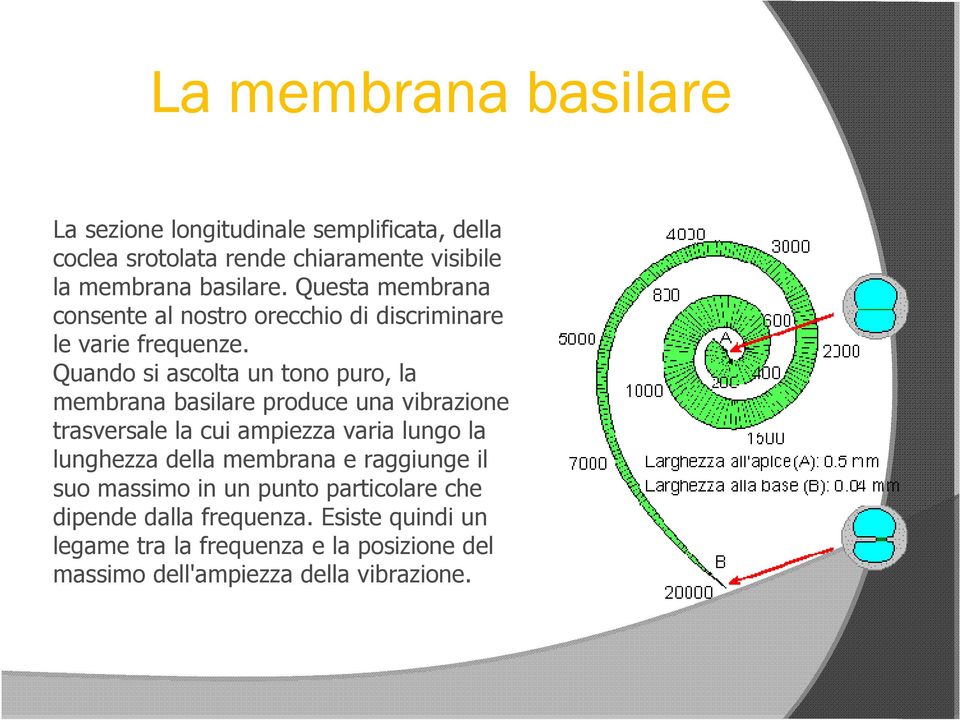 Quando si ascolta un tono puro, la membrana basilare produce una vibrazione trasversale la cui ampiezza varia lungo la lunghezza