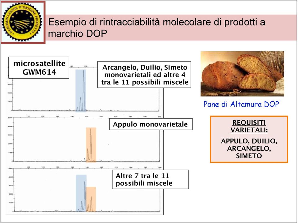 tra le 11 possibili miscele Pane di Altamura DOP Appulo monovarietale