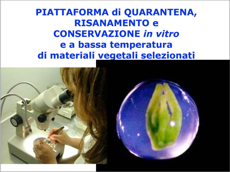 in vitro e a bassa