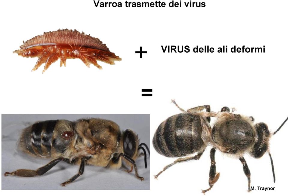 VIRUS delle ali