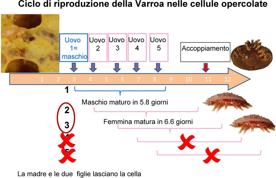 4 5 6 7 8 9 10 11 12 1 2 3 4 5 Maschio maturo in 5.