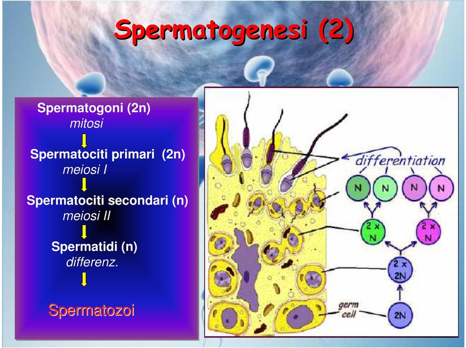 meiosi I Spermatociti secondari (n)