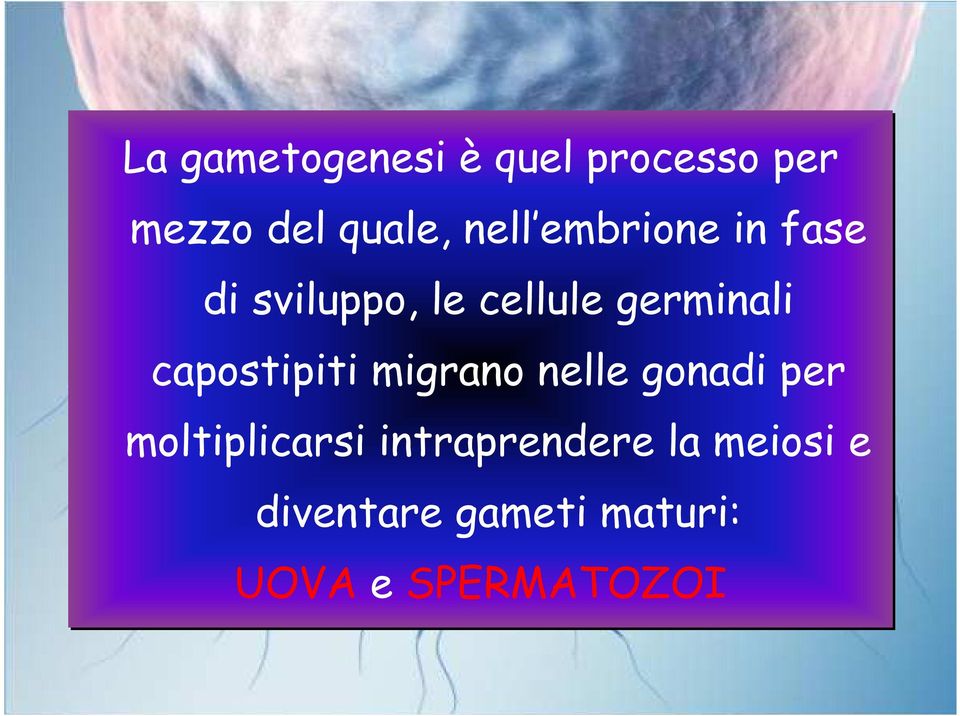 capostipiti migrano nelle gonadi per moltiplicarsi