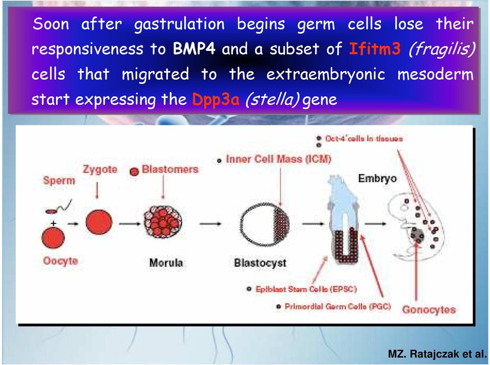 (fragilis) cells that migrated to the extraembryonic