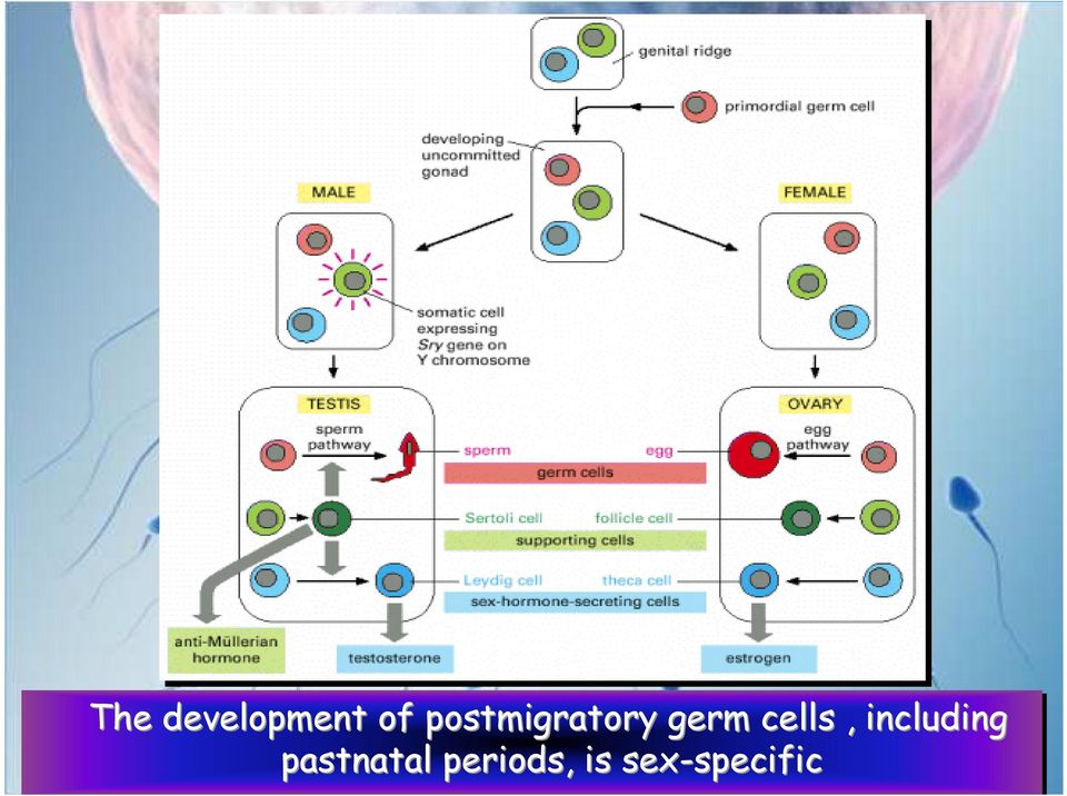 cells, including