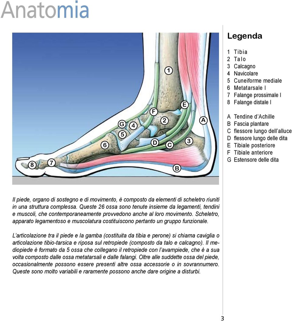 di scheletro riuniti in una struttura complessa. Queste 26 ossa sono tenute insieme da legamenti, tendini e muscoli, che contemporaneamente provvedono anche al loro movimento.