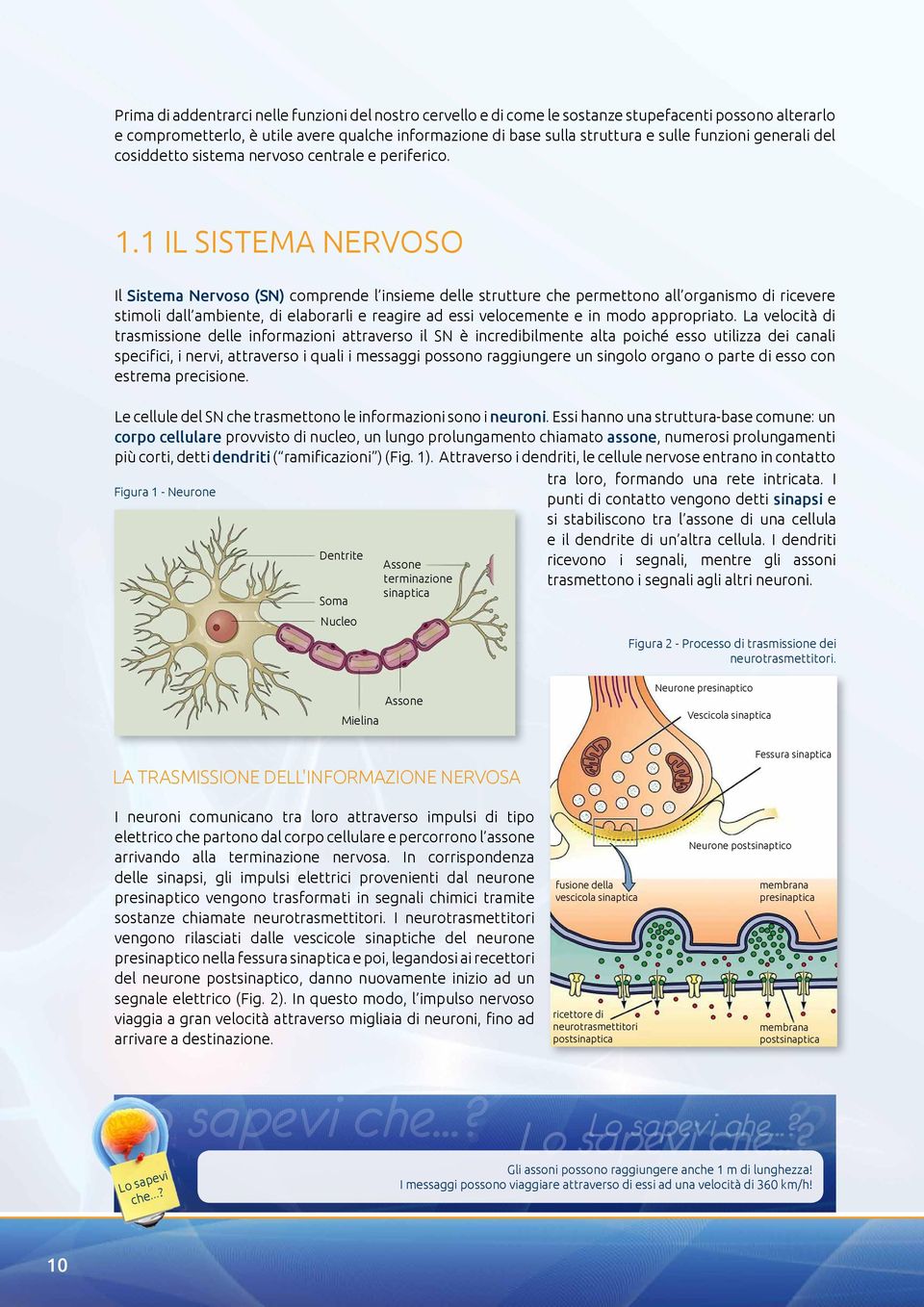 1 IL SISTEMA NERVOSO Il Sistema Nervoso (SN) comprende l insieme delle strutture che permettono all organismo di ricevere stimoli dall ambiente, di elaborarli e reagire ad essi velocemente e in modo