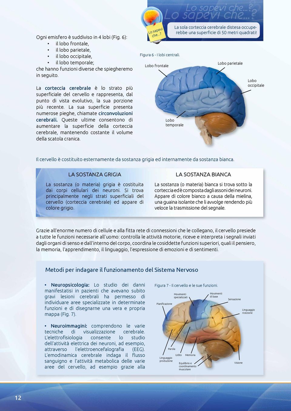 La sua superficie presenta numerose pieghe, chiamate circonvoluzioni cerebrali.