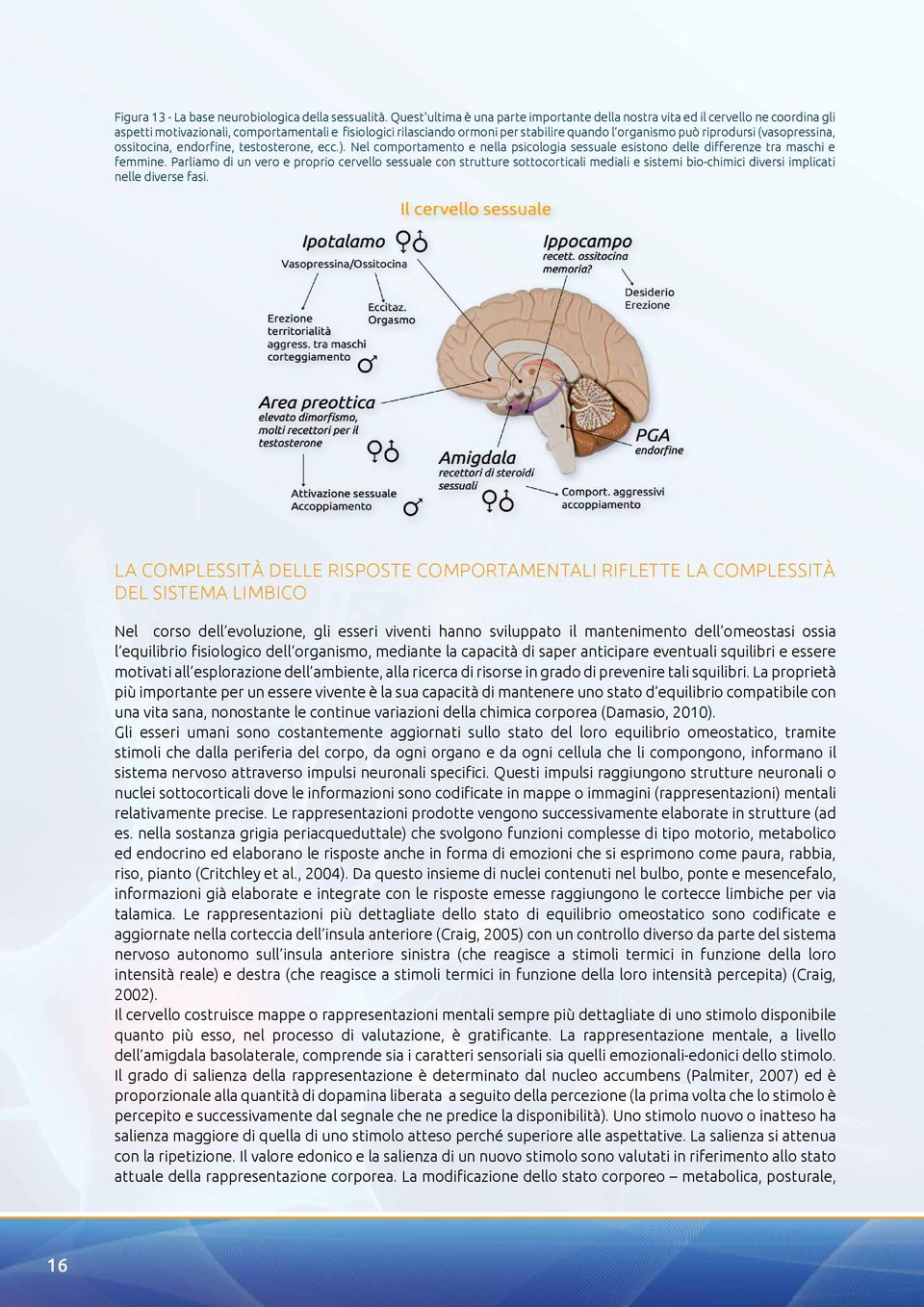 riprodursi (vasopressina, ossitocina, endorfine, testosterone, ecc.). Nel comportamento e nella psicologia sessuale esistono delle differenze tra maschi e femmine.