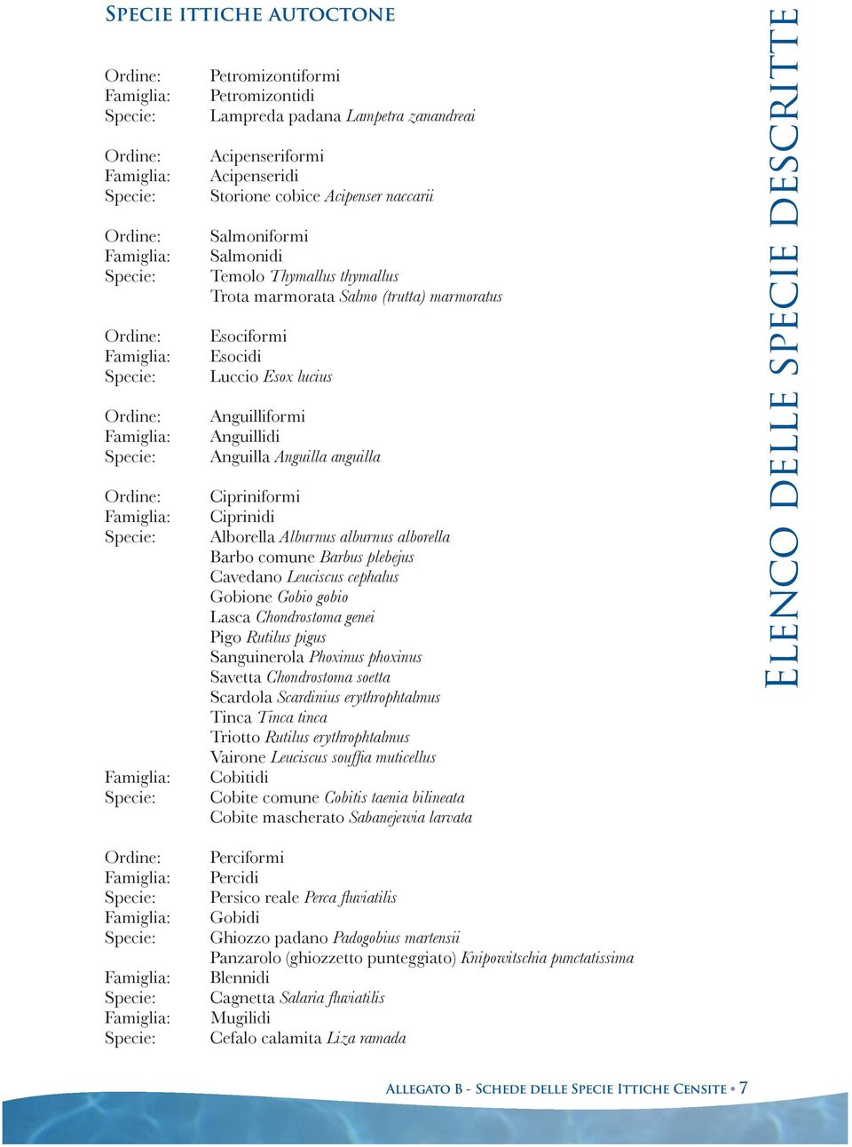 Salmo (trutta) marmoratus Esociformi Esocidi Luccio Esox lucius Anguilliformi Anguillidi Anguilla Anguilla anguilla Cipriniformi Ciprinidi Alborella Alburnus alburnus alborella Barbo comune Barbus