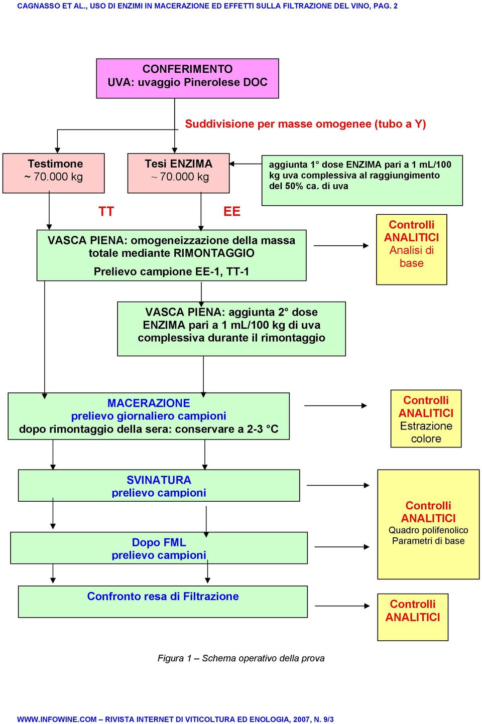 di uva TT EE VASCA PIENA: omogeneizzazione della massa totale mediante RIMONTAGGIO Prelievo campione EE-1, TT-1 Controlli ANALITICI Analisi di base VASCA PIENA: aggiunta 2 dose ENZIMA pari a 1 ml/100