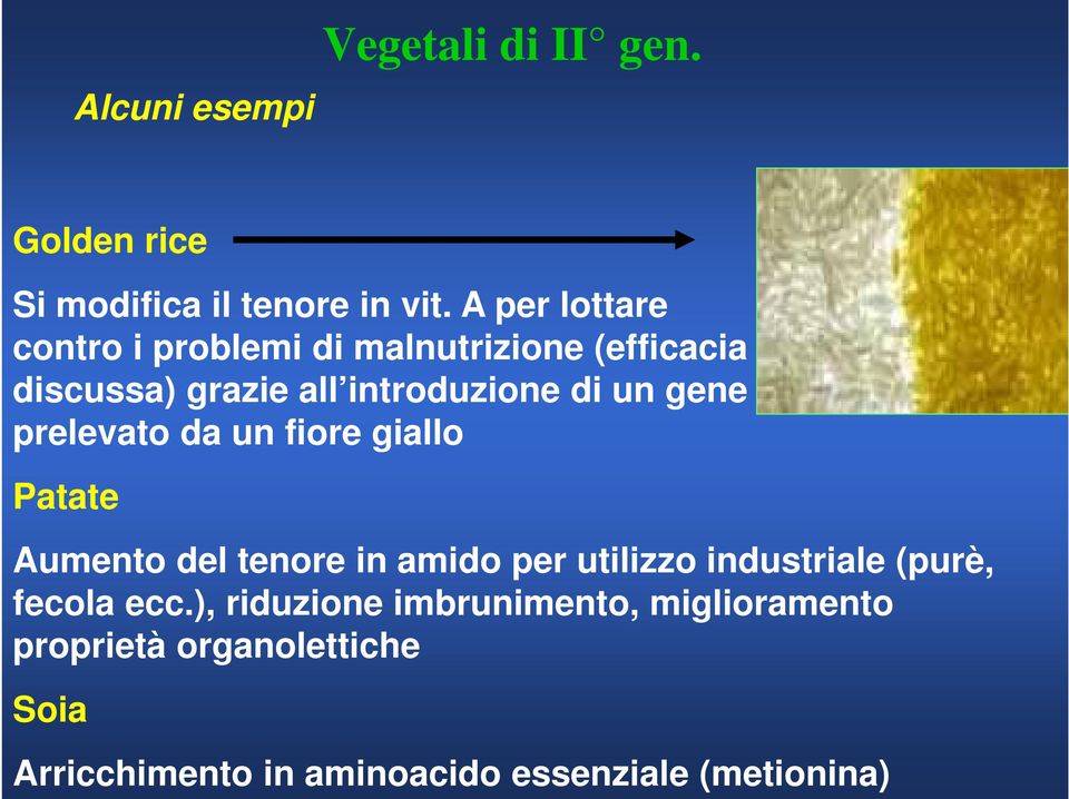 gene prelevato da un fiore giallo Patate Aumento del tenore in amido per utilizzo industriale (purè,