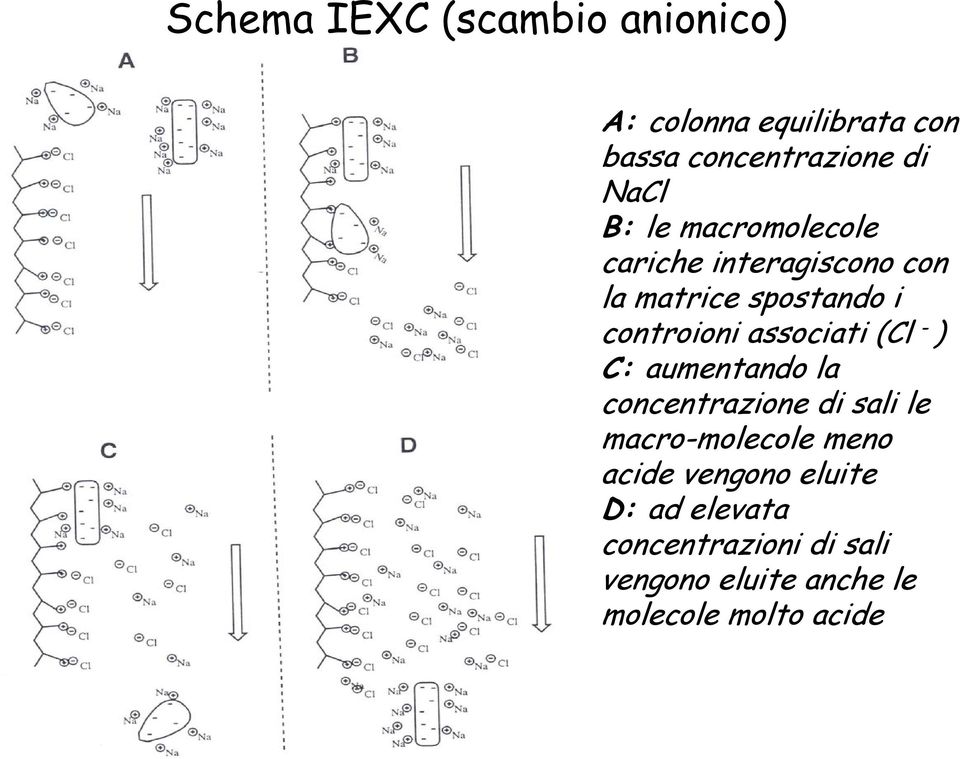 associati (Cl - ) C: aumentando la concentrazione di sali le macro-molecole meno acide