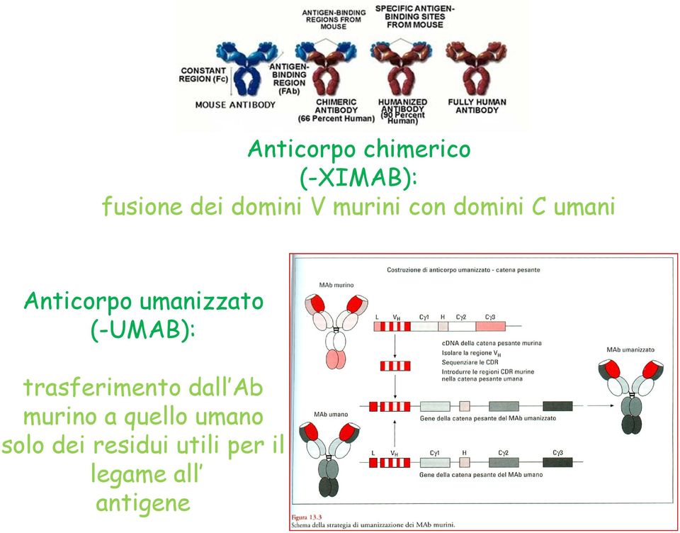 (-UMAB): trasferimento dall Ab murino a quello