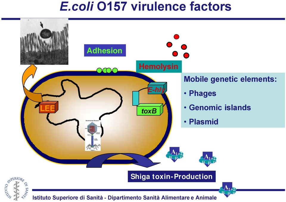 elements: Phages Genomic islands Plasmid A