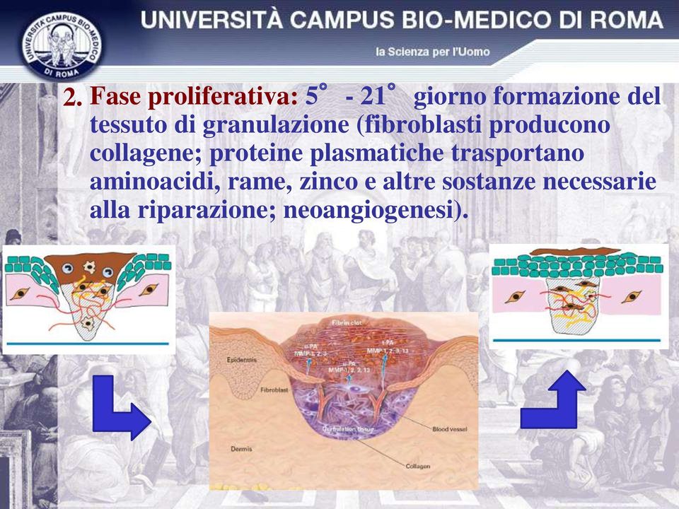 collagene; proteine plasmatiche trasportano aminoacidi,