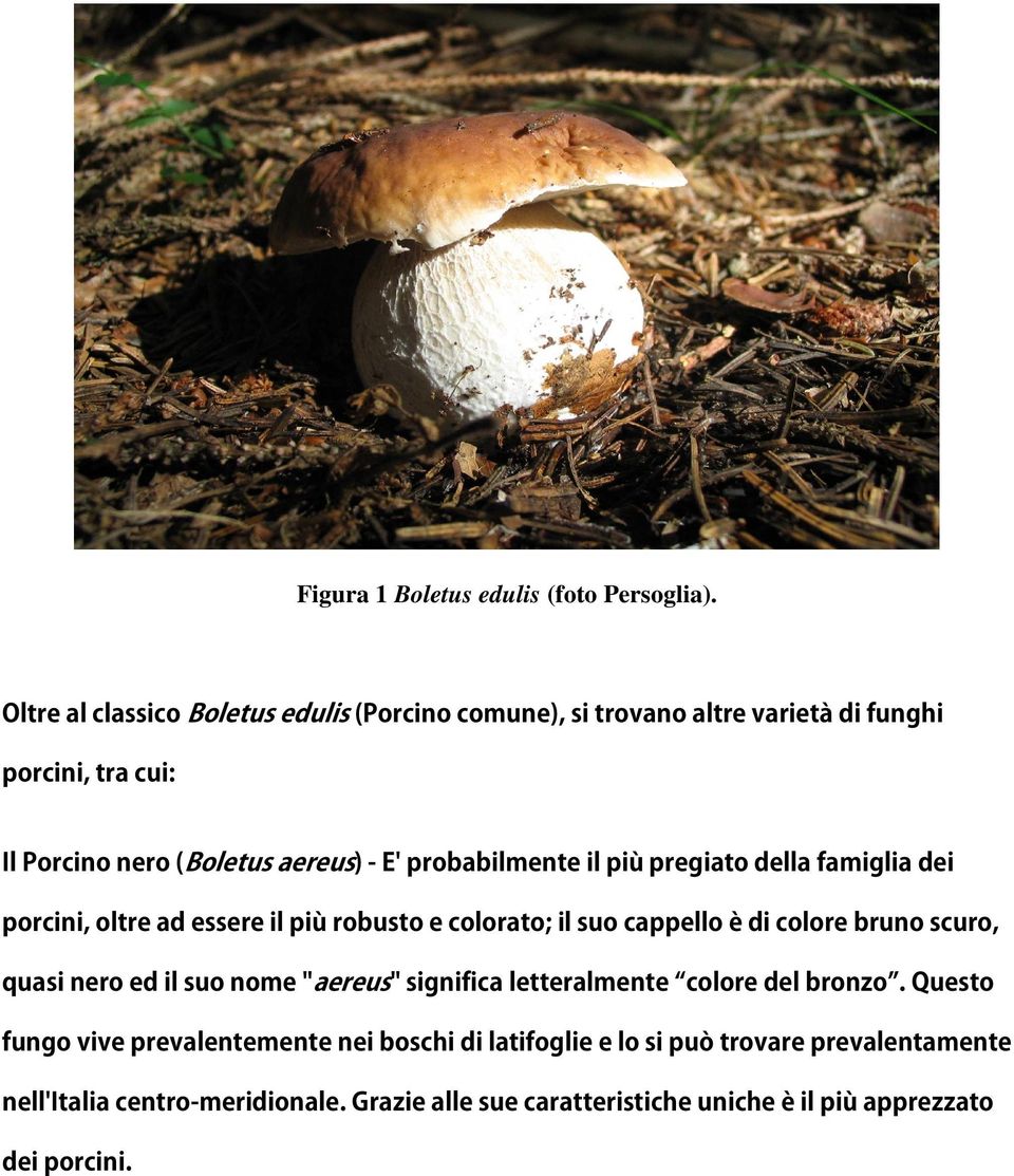 probabilmente il più pregiato della famiglia dei porcini, oltre ad essere il più robusto e colorato; il suo cappello è di colore bruno scuro, quasi