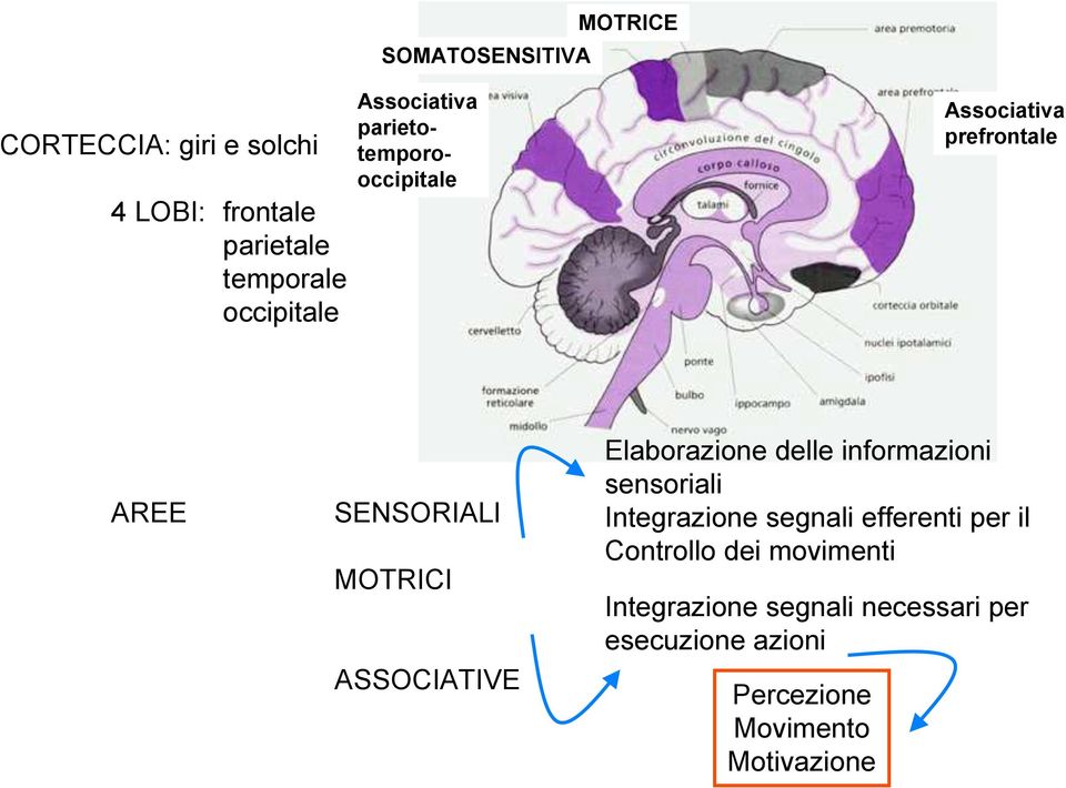 ASSOCIATIVE Elaborazione delle informazioni sensoriali Integrazione segnali efferenti per il
