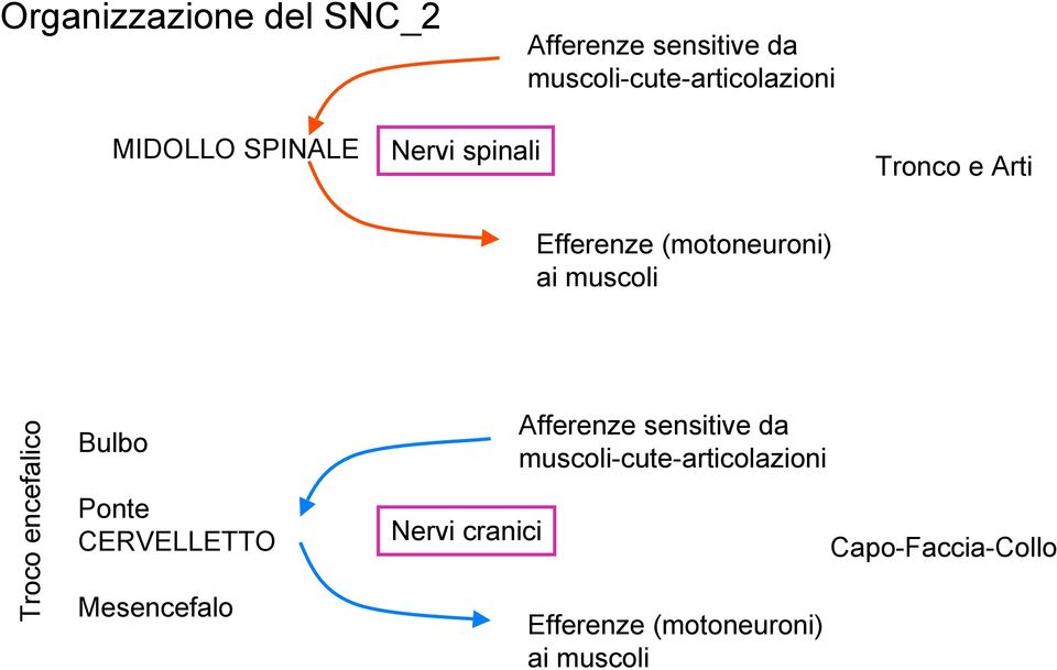 Troco encefalico Bulbo Ponte CERVELLETTO Mesencefalo Nervi cranici Afferenze