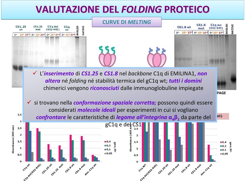 impiegate SDS FREE 12% PAGE si trovano nella conformazione SAGGIO spaziale ELISA corretta;possono quindi essere considerati molecole idealiper