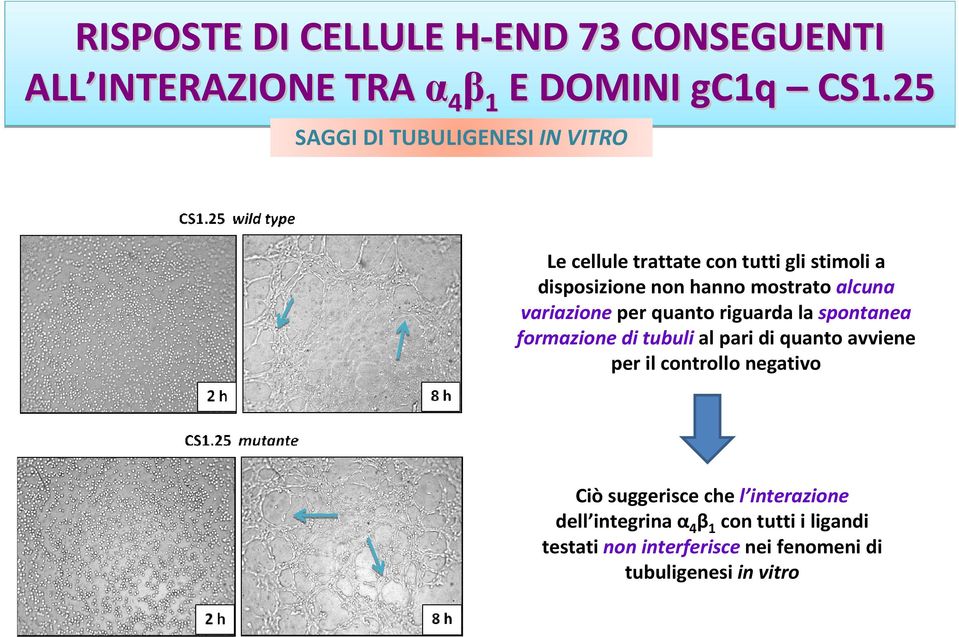 alcuna variazione per quanto riguarda la spontanea formazione di tubuli al pari di quanto avviene per il