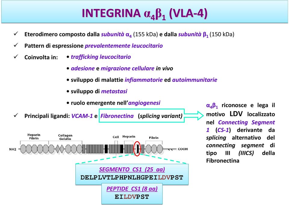 emergente nell angiogenesi Principali ligandi: VCAM-1 e Fibronectina (splicing variant) SEGMENTO CS1 (25 aa) DELPLVTLPHPNLHGPEILDVPST PEPTIDE CS1 (8 aa) EILDVPST α