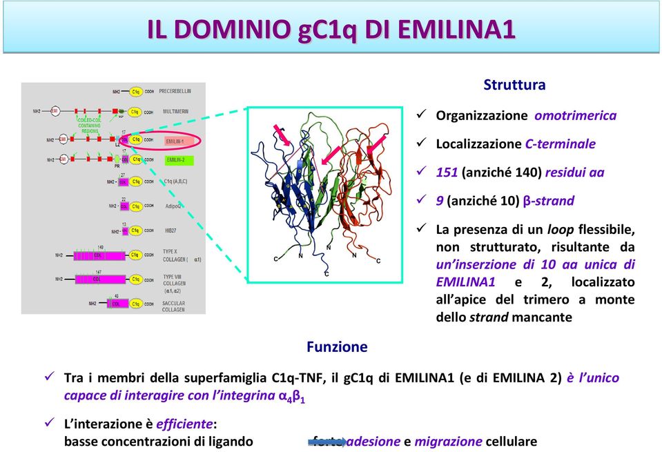 all apice del trimero a monte dello strand mancante Tra i membri della superfamiglia C1q-TNF, il gc1q di EMILINA1 (e di EMILINA 2) è l