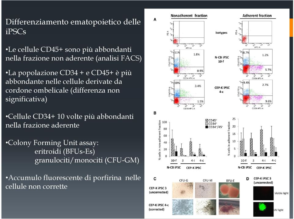 (differenza non significativa) Cellule CD34+ 10 volte più abbondanti nella frazione aderente Colony Forming