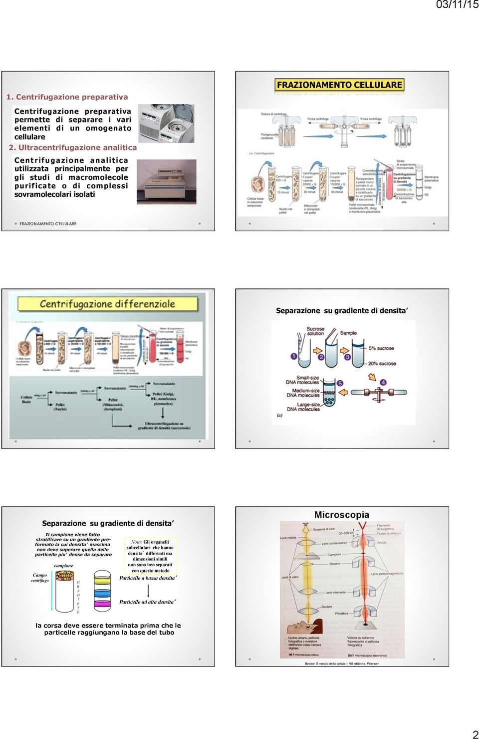 CELLULARE FRAZIONAMENTO CELLULARE Separazione su gradiente di densita Separazione su gradiente di densita Microscopia Il campione viene fatto stratificare su un gradiente preformato la cui densita