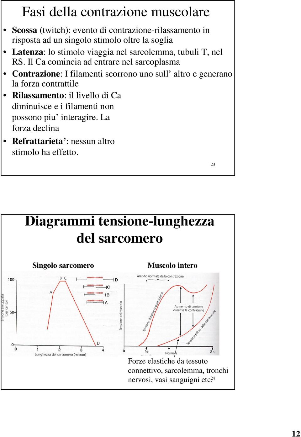 Il Ca comincia ad entrare nel sarcoplasma Contrazione: I filamenti scorrono uno sull altro e generano la forza contrattile Rilassamento: il livello di Ca