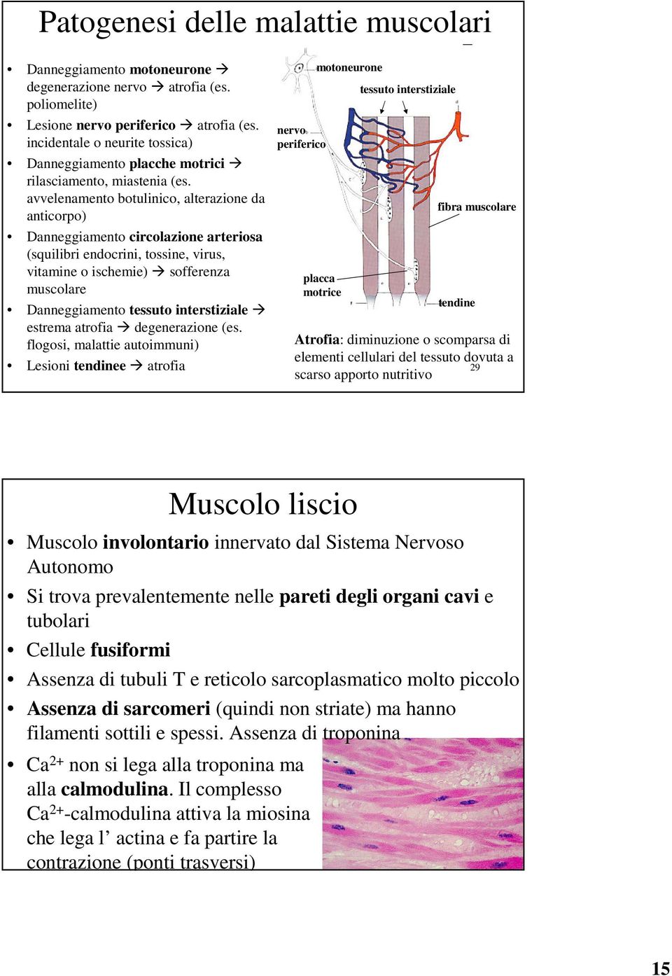 avvelenamento botulinico, alterazione da anticorpo) Danneggiamento circolazione arteriosa (squilibri endocrini, tossine, virus, vitamine o ischemie) sofferenza muscolare Danneggiamento tessuto