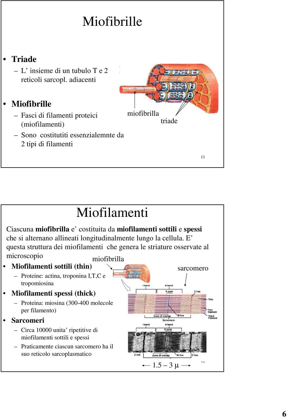 da miofilamenti sottili e spessi che si alternano allineati longitudinalmente lungo la cellula.