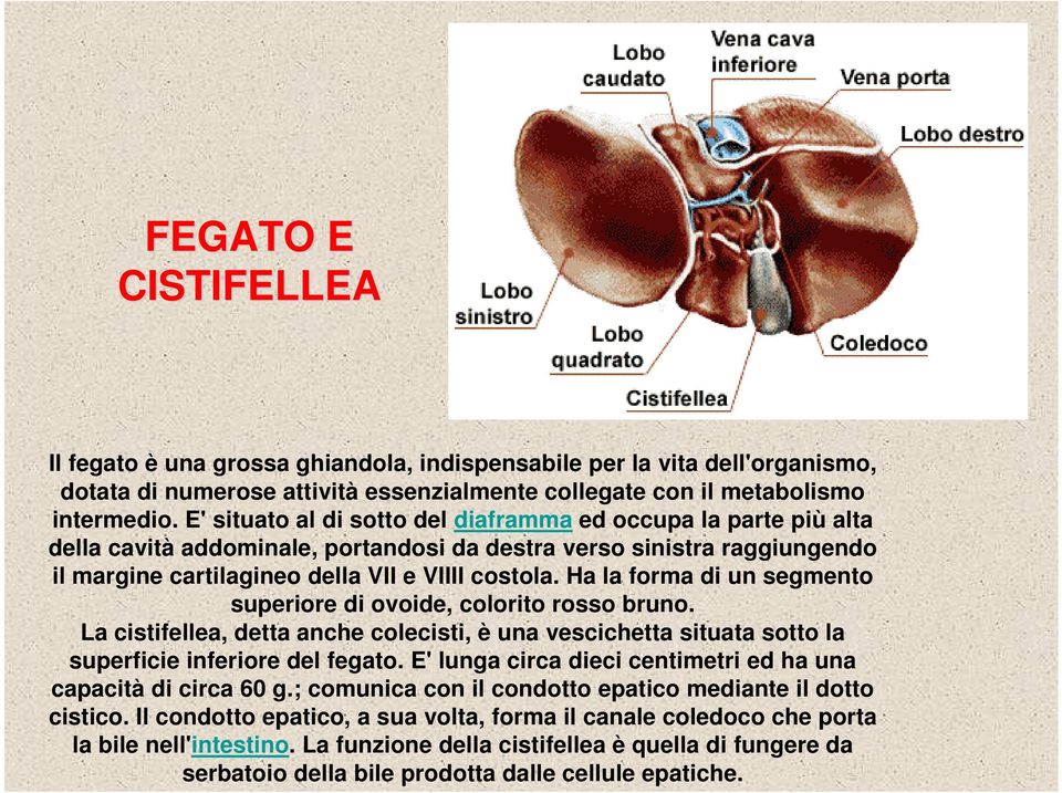 Ha la forma di un segmento superiore di ovoide, colorito rosso bruno. La cistifellea, detta anche colecisti, è una vescichetta situata sotto la superficie inferiore del fegato.