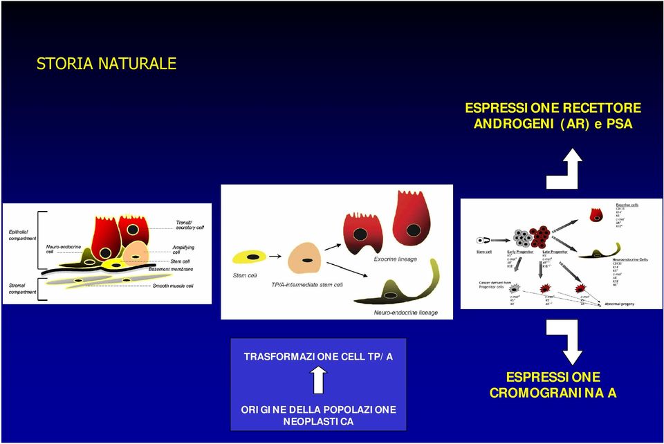 TRASFORMAZIONE CELL TP/A ORIGINE