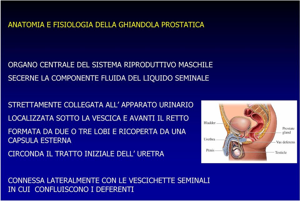 LOCALIZZATA SOTTO LA VESCICA E AVANTI IL RETTO FORMATA DA DUE O TRE LOBI E RICOPERTA DA UNA CAPSULA