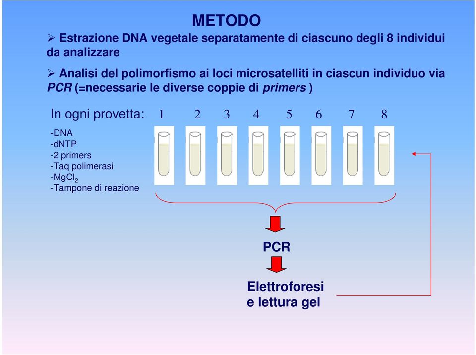 PCR (=necessarie le diverse coppie di primers ) In ogni provetta: -DNA -dntp -2