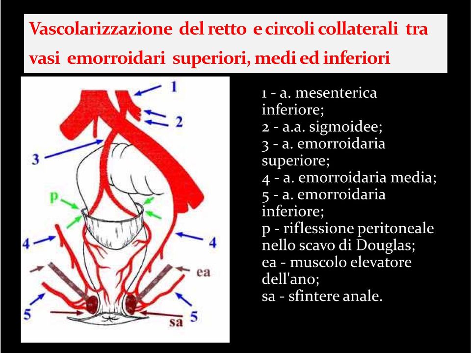 emorroidaria inferiore; p riflessione peritoneale nello